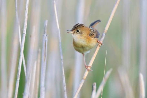 Golden-headed Cisticola (Cisticola exilis) female perched on reeds, Victoria, Australia