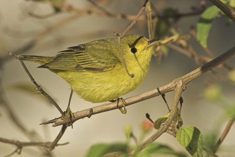 Wilson's Warbler (Cardellina pusilla) female, Costa Rica