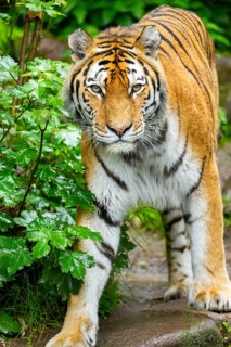 Siberian tiger (Panthera tigris tigris) walking through bushes on a rainy day, captive, Germany