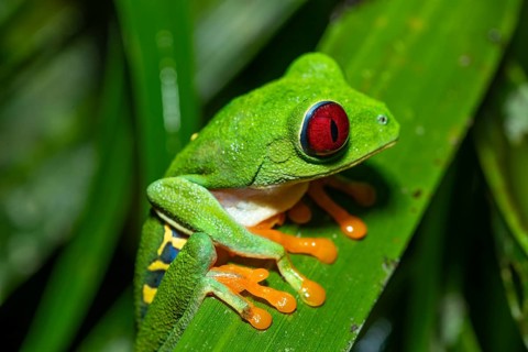 Macro shot of a Red-Eyed Tree Frog (Agalychnis callidryas) resting on a leaf. Vibrant colors show