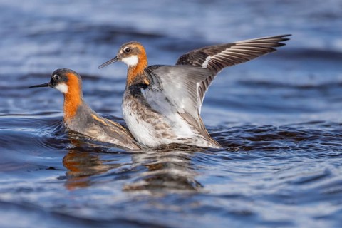 Odin's chicken (Phalaropus lobatus), plumage, pair, copulation, Vadsö, Varangerfjord, Norway