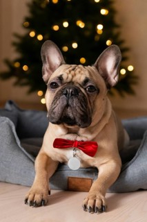 A charming French bulldog wearing a red bow tie sits in a cozy bed against a backdrop of a blurred