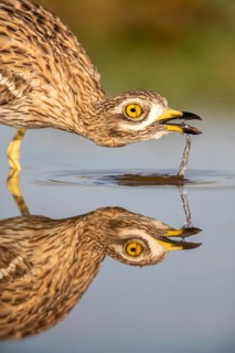 Eurasian Stone-curlew (Burhinus oedicnemus) drinking, Castile-La Mancha, Spain