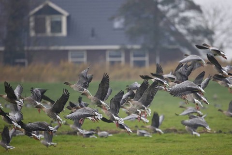 Pink-footed Goose (Anser brachyrhynchus) flying, Friesland, Netherlands