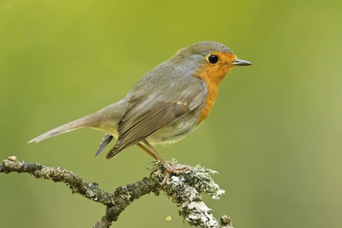 European Robin (Erithacus rubecula), Germany