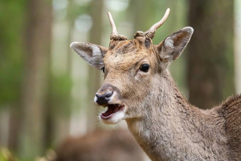 European fallow deer (Dama dama) buck, portrait, in a forest in autumn, Bavaria, Germany