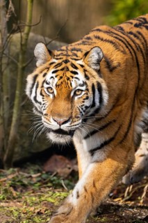 Siberian tiger (Panthera tigris tigris) attacking aggressively in a forest, captive, incidence in