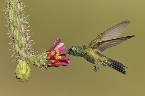 Broad-billed Hummingbird (Cynanthus latirostris), Arizona, USA