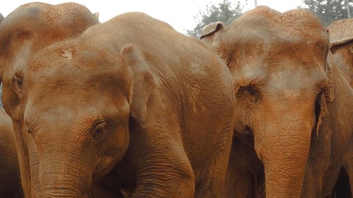 A group of Asian elephants (elephus maximus) standing close together creates a sense of cohesion,