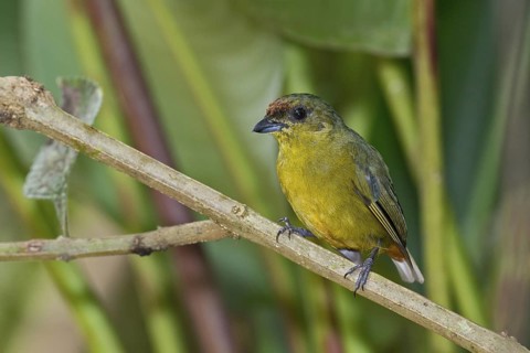 Olive-backed Euphonia (Euphonia gouldi) female, Costa Rica