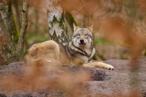 A wolf lying on the ground looks attentively into the distance in autumn forest, Wolf (Canis