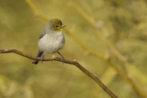 Verdin (Auriparus flaviceps), Arizona, USA
