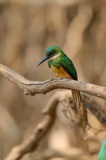 A small, greenish bird resting on a branch in its natural habitat, Rufous-tailed jacamar (Galbula