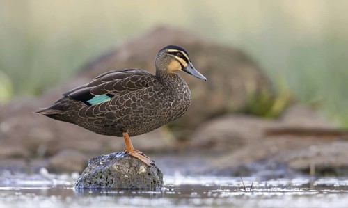 Pacific Black Duck (Anas superciliosa), Victoria, Australia