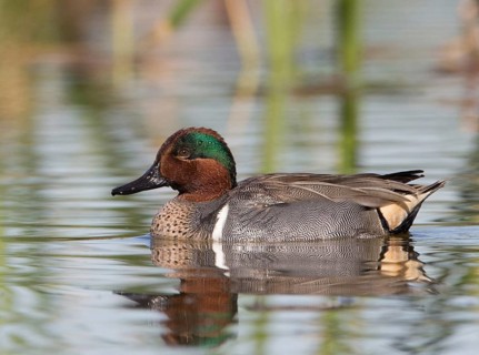 Green-winged Teal (Anas carolinensis) male, Florida, USA