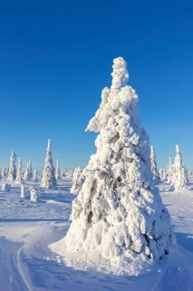Tykky forest, snow covered spruce tree on the taiga in winter, Riisitunturi National Park in
