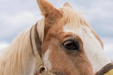 A detailed close-up of a horse's eye showcases the beautiful textures of its coat and mane. The