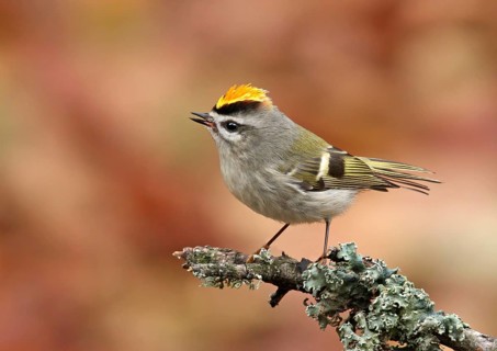 Golden-crowned Kinglet, Regulus satrapa, perched on a lichen-covered branch in Saskatoon,
