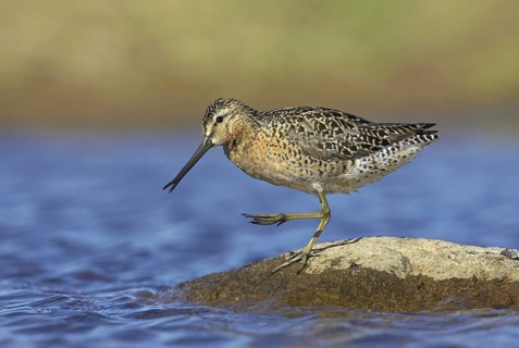 Short-billed Dowitcher (Limnodromus griseus), Manitoba, Canada