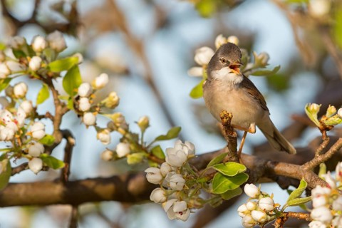 Whitethroat, (Sylvia communis), songbird, animals, birds, genus. of Curruca, NSG Der Spieß,