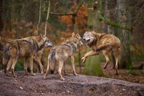A wolf jumps in front of a group of other wolves in the forest, Wolf (Canis lupus), Germany