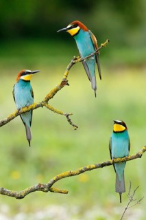European Bee-eater (Merops apiaster), Andalusia, Spain