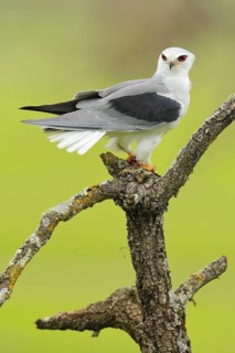 Black-winged Kite (Elanus caeruleus) perched on a trunk, Andalusia, Spain