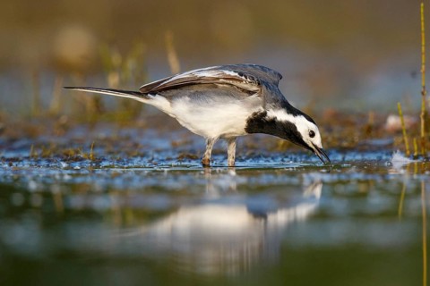 White Wagtail (Motacilla alba), North Rhine-Westphalia, Germany