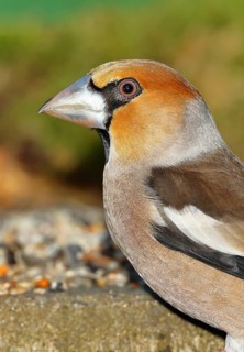 Hawfinch (Coccothraustes coccothraustes), male, animal portrait, North Rhine-Westphalia, Germany
