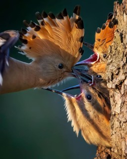Eurasian Hoopoe (Upupa epops) feeding chicks in breeding cavity, Saxony-Anhalt, Germany