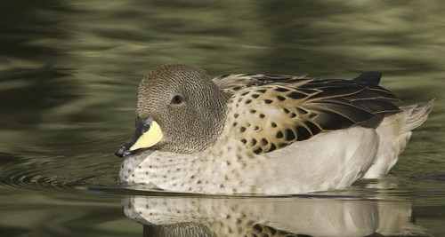 Yellow-billed Teal (Anas flavirostris), Arizona, USA
