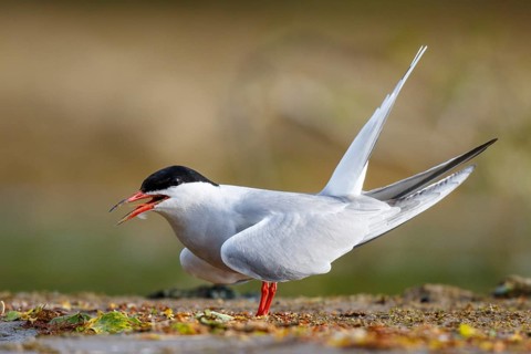 Common Tern (Sterna hirundo) calling, North Rhine-Westphalia, Germany