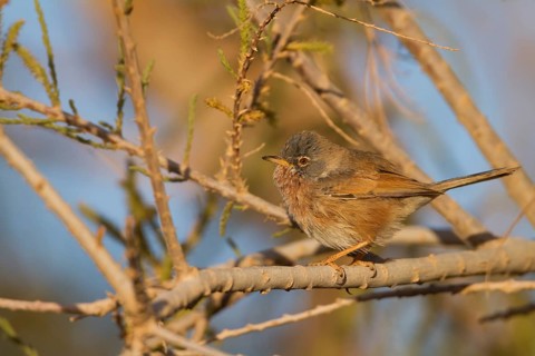 Tristrams Warbler - Atlasgrasmücke - Sylvia deserticola, Morocco, adult