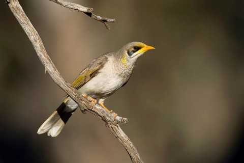 Yellow-throated Miner (Manorina flavigula), Victoria, Australia
