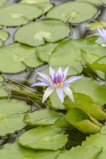 Water lily (Nymphaea colorata), Botanical Garden, Munich, Bavaria, Germany