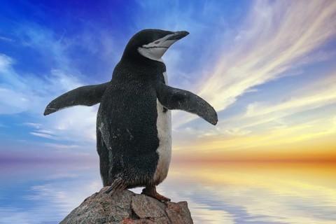 Animals, mammals, penguin, penguins, bridled penguin, Half Moon Island, Antarctica