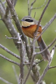 Olive-crowned Crescent-chest (Melanopareia maximiliani) perched on a branch in Bolivia, South
