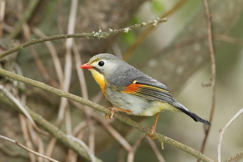 Red-billed Leiothrix, Leiothrix lutea