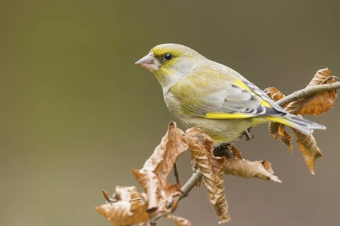 European Greenfinch (Chloris chloris), Rhineland-Palatinate, Germany