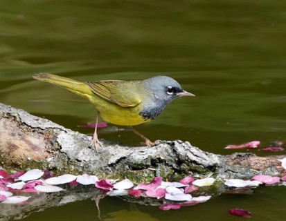 A male MacGillivray's Warbler, Geothlypis tolmiei drinking from a pond in Saskatoon, Saskatchewan,