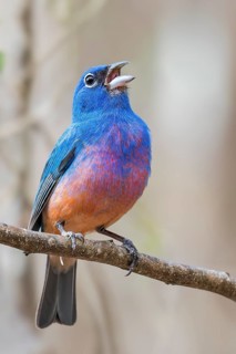 Rose-bellied Bunting (Passerina rositae) perched on a branch in Oaxaca, Mexico