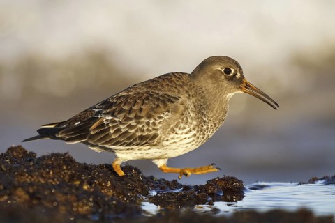 Purple Sandpiper (Calidris maritima), Asturias, Spain