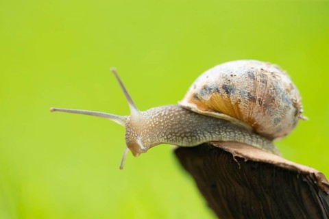 Garden snail (Helix aspersa) adult gastropod molluscs on a fungi in a garden grass lawn in summer,