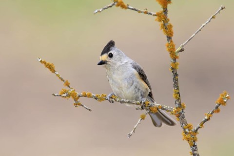 Black-crested Titmouse (Baeolophus atricristatus), Texas, USA