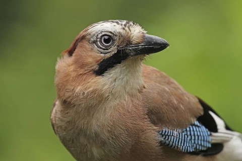 Eurasian Jay (Garrulus glandarius), Lower Saxony, Germany