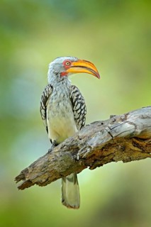 Southern Yellow-billed Hornbill, Tockus leucomelas. Okavango delta, Moremi in Botswana, Africa.