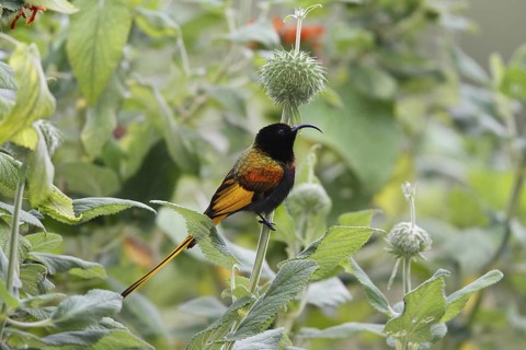 Golden-winged sunbird, Drepanorhynchus reichenowi