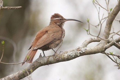Scimitar-billed Woodcreeper (Drymornis bridgesii), Corrientes, Argentina
