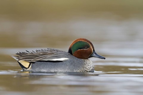Eurasian Teal (Anas crecca) male, Bavaria, Germany