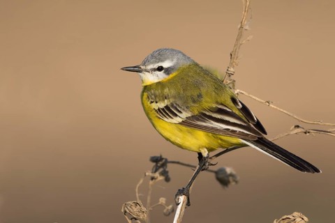 Sykes Wagtail - Schafstelze - Motacilla flava ssp. beema, Russia, adult male